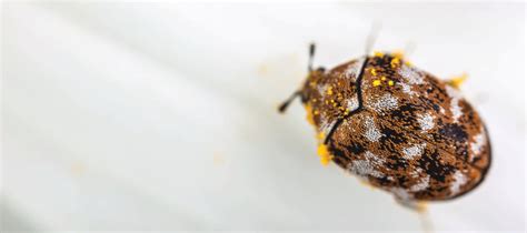 Get Rid of Carpet Beetles: Infestation Removal - Western Pest Services