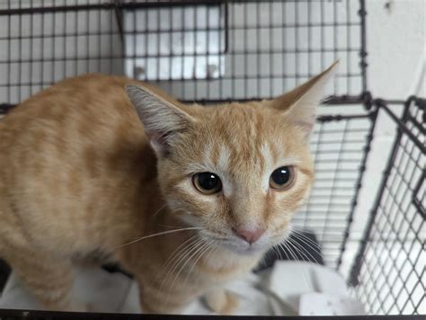 young williams animal shelter 13