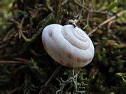 Category Gastropoda Of Rhein Neckar Kreis Wikimedia Commons