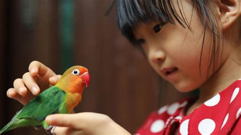 7 Best Pet Bird Species | PetMD