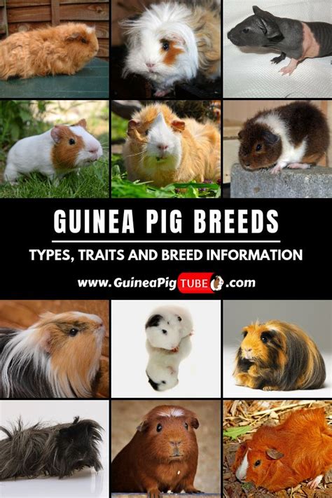 Guinea Pig Breeds Types Traits And Breed Information Guinea Pig