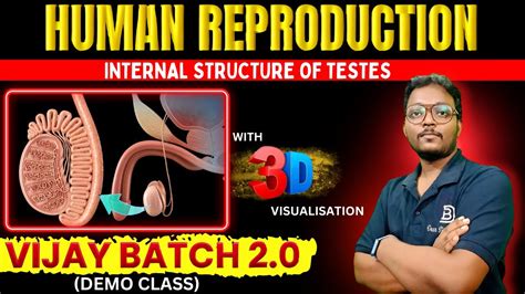 Internal Structure Of Testes Human Reproduction Vijay Batch 20