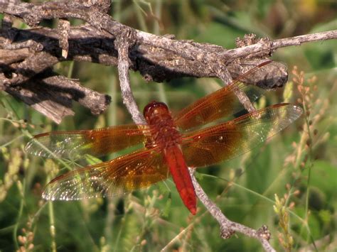 Dragonflies | Desert Colors