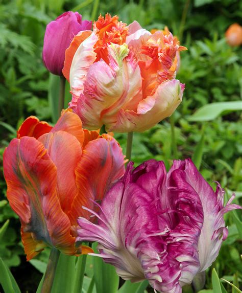 Mixed Parrot Tulips 30 Bulbs Bloomingbulb