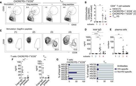 Mapping The Lineage Relationship Between Cxcr And Cxcr Cd T Cells