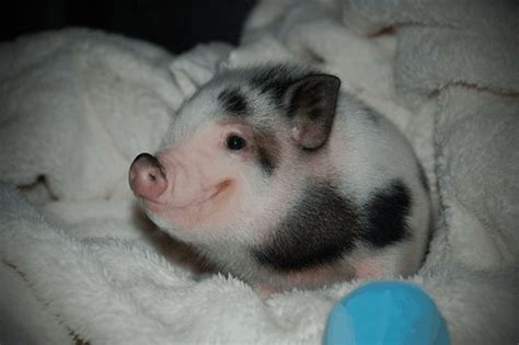 30 Cute Pig Pictures