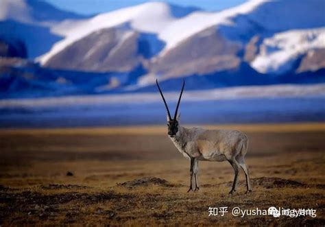 【域上羚羊】夏天，一定要去一次西藏！ 知乎