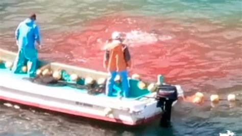 Indignante Muestra Brutal Matanza De Delfines En Jap N Nrt