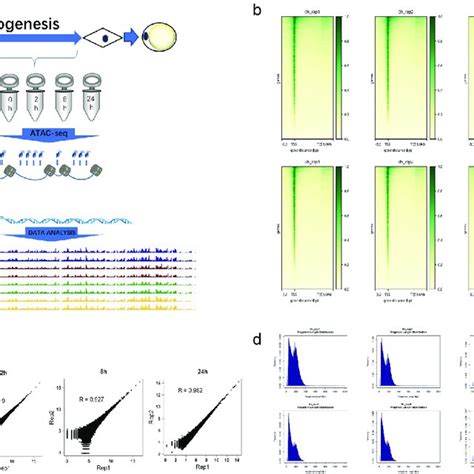 Dynamic Temporal Variation Mode Of Chromatin Accessibility During Hasc