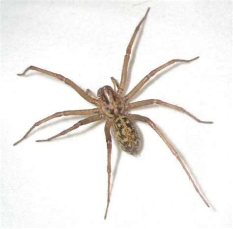 Hobo Spider Tegenaria Agrestis Arachnipedia Wiki