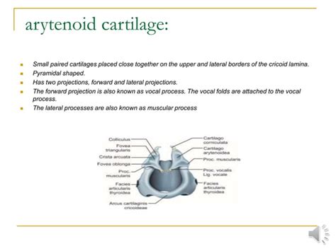 Anatomy Of Larynx Ppt