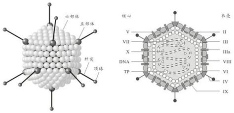 腺病毒 新手快速入门 细胞 基因 载体