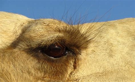 Do Camels Have Three Eyelids September