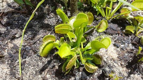 11 Fun Facts About Venus Flytraps Venus Flytraps