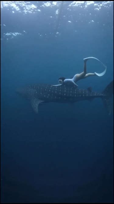 Diving with whale shark – Artofit