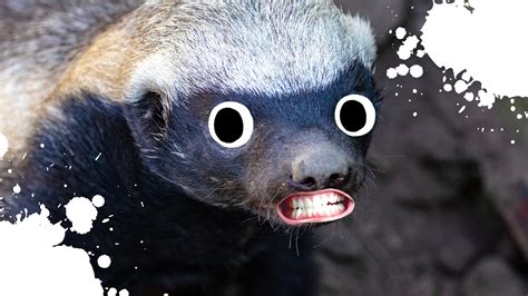 15 Wild Honey Badger Fun Facts Beano