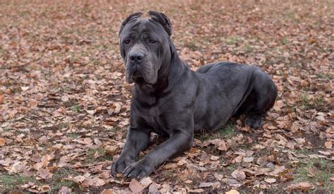 Cane Corso Bite Force | How Strong Is A Cane Corso Bite