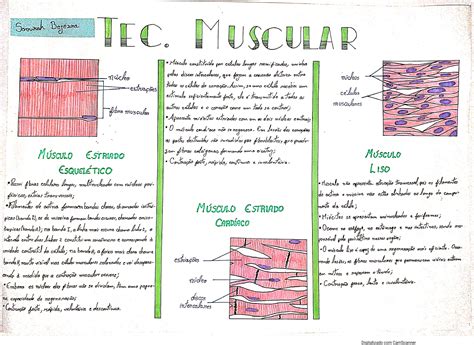 Sistema muscular Resumo características tipos de músculos função