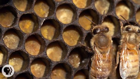 Honey Bees Make Honey And Bread Deep Look Youtube