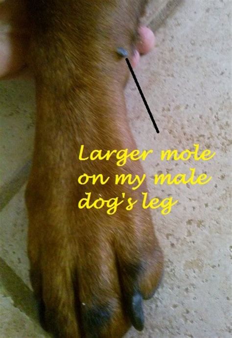 What Is That Black Mole On My Dogs Leg Heres What To Do Pethelpful