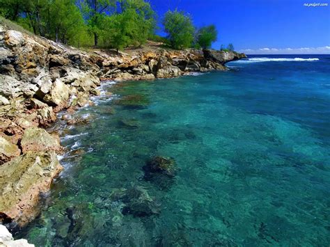 Skalisty Kauai Hawaje Brzeg Morze Drzewa Na Pulpit