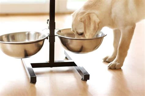 Benefits of Elevated Food and Water Bowls for Your Dog | DogGear Reviews