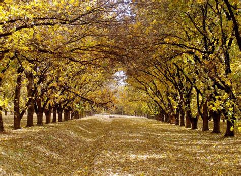 Pecans A Southern New Mexico Staple