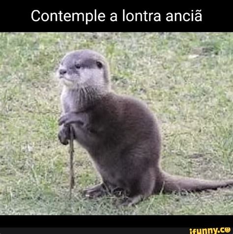 Contemple a lontra anciã iFunny Brazil