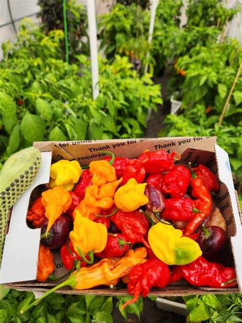 Sky High Scoville Peppers
