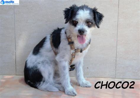 Choco2 perro adoptado en Alicante Alicante Bambú difunde