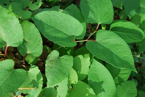 Can You Eradicate Japanese Knotweed