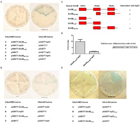 Yeast Two Hybrid Analysis For The Interaction Of Hsin B With Hp A