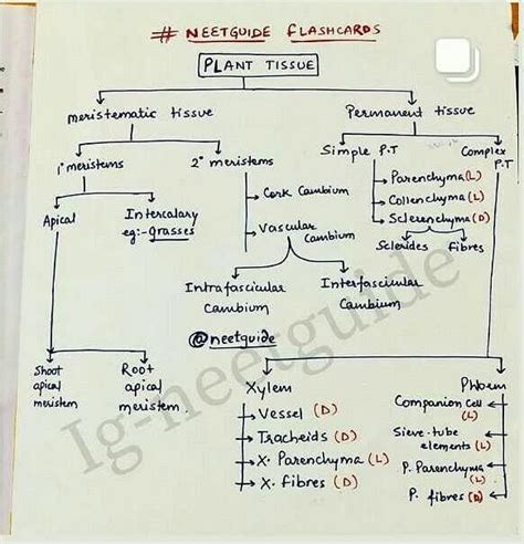 Flowchart On Plant Tissues EduRev NEET Question