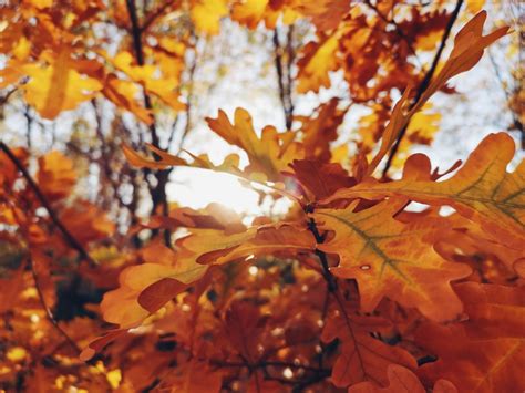 Kostenlose Foto Herbst Gelb Bl Tter Sonne Blatt Ast Abscheulich