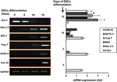 Expression of cardiac specific genes. The expression of cardiac ... 