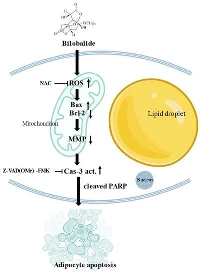 Molecules Free Full Text Bilobalide Induces Apoptosis In 3T3 L1