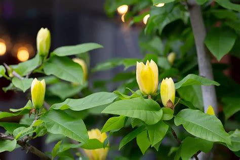 How to Grow and Care For Yellow Bird Magnolia Tree - Plantglossary