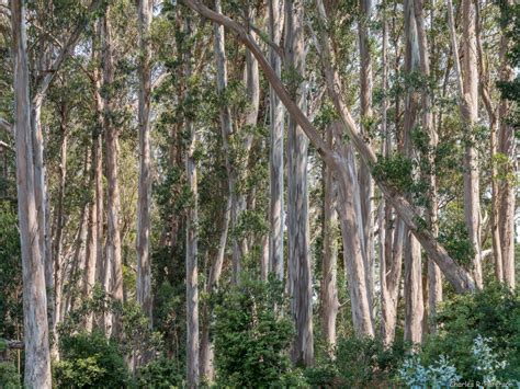 Eucalyptus Globulus Plantright