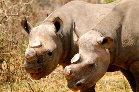 Rhinos Are Dehorned To Reduce Poaching The Perfect World Foundation