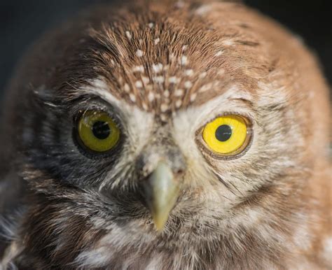 4 Species of Owls Found in Sierra Leone! (2026) - Bird Watching HQ