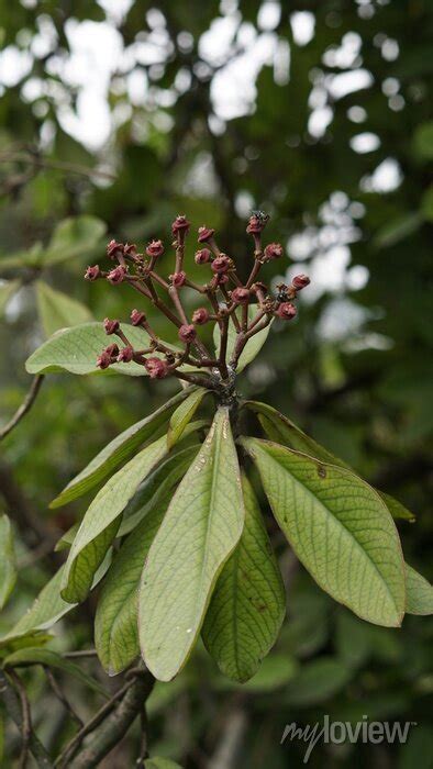 Euphorbia Umbellata Also Known As African Milk Bush Very Toxic Posters