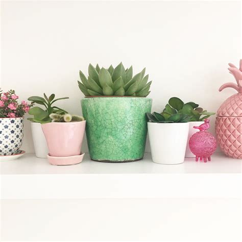 Succulent with pink and green | Planting flowers, House plants, Garden ...