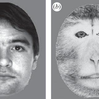 (a) A human face and (b) a monkey face, as used in experiment 2 for ...