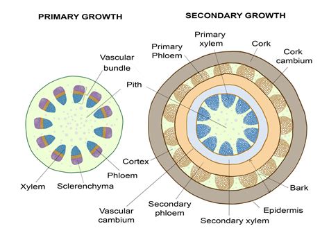 Monocots Vs Dicots With Diagrams Hort People