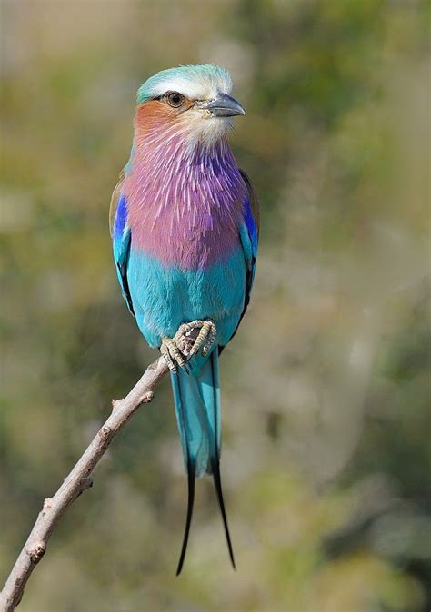 History - BirdLife South Africa | South african birds, Bird pictures ...