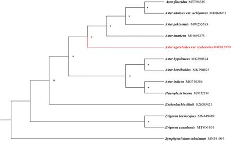 The Phylogenetic Tree Based On Complete Chloroplast Genome Sequences