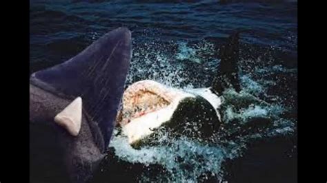 Worlds Largest Shark Ever Caught The Megalodon Proof And Evidence Found 2014 Youtube