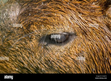 Les Yeux De Capibara Couvrent De Cheveux Bruns Qui Est Le Plus Grand