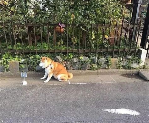 柴犬喜歡趴在門口，主人畫個迷你停車位，柴犬每天都趴在車位里 每日頭條