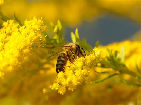 Free Images Flower Flowering Plant Natural Pollinator Arthropod